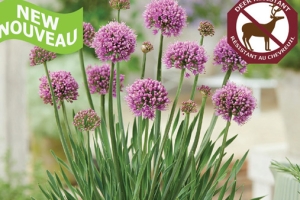 Allium 'Little Sapphire' New 2023